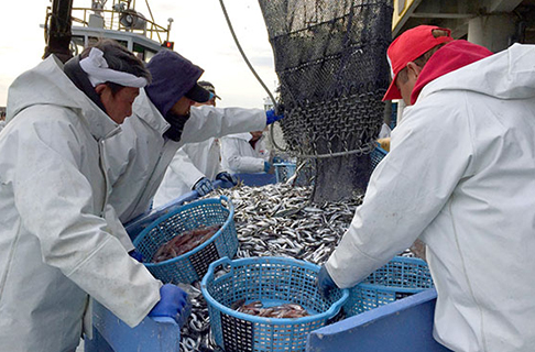 千倉の新鮮シーフードで贅沢ランチ